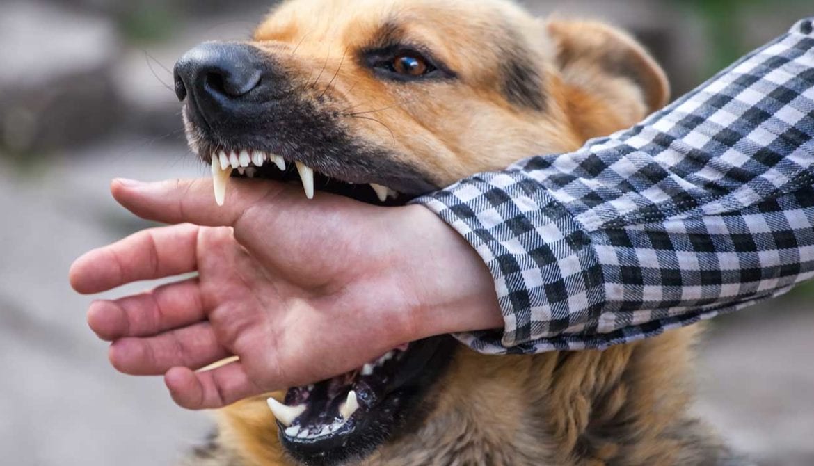 Protecting Your Rights: The Vital Role Of A Dog Bite Attorney In Denver
